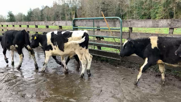 Lote 30 Ternero en Puyehue, X Región Los Lagos