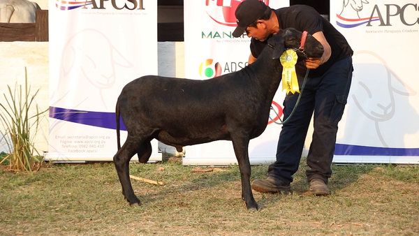 Lote Lote 9 - Ovinos