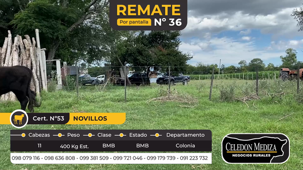 Lote 11 Novillos 1 a 2 años en La Horqueta, Colonia