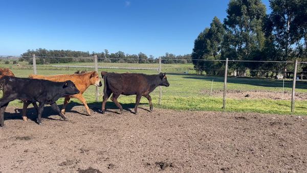 Lote TERNEROS Y TERNERAS