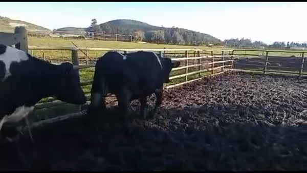 Lote 20 Novillo Gordo en Melipilla, Región Metropolitana