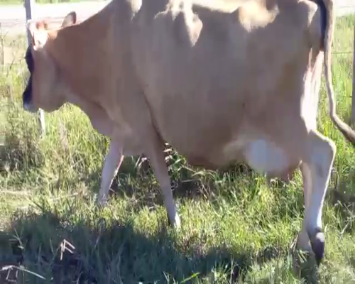 Lote (Vendido)2 Vacas de Invernada a remate en Pantalla Camy - Febrero 2022 400kg - , San José