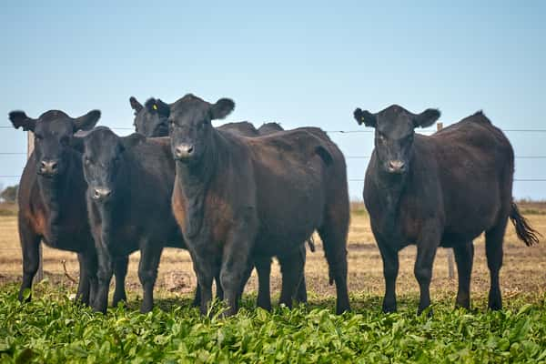 Lote "ME KEN" Vaquillas con cria