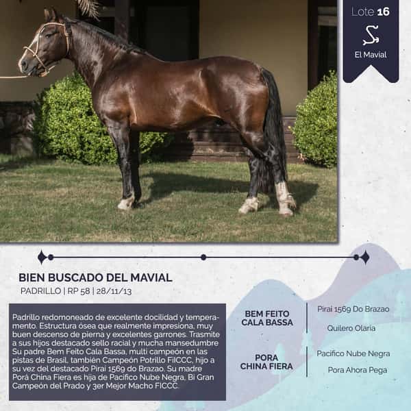 Lote BIEN BUSCADO DEL MAVIAL