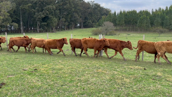 Lote 58 Terneras en Los Feos, Tacuarembó