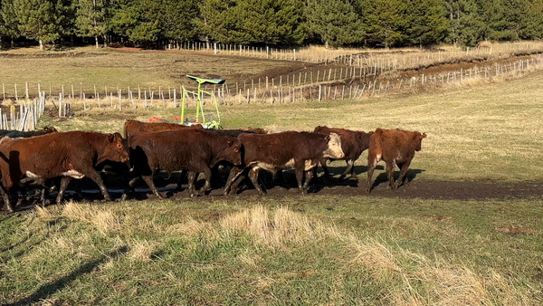 Lote 48 Ternero en Coyhaique, XI Región Aysén