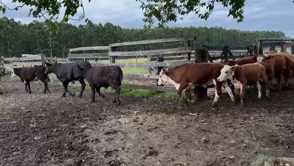 Lote 90 Novillitos
