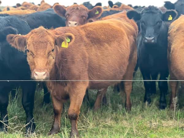 Lote 59 Vaquillonas C/ gtia de preñez en Buenos Aires, 30 de Agosto