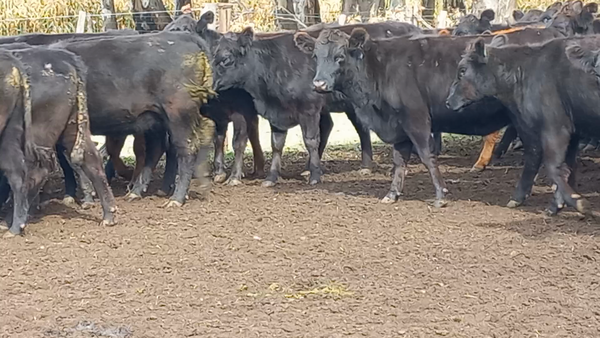 Lote 56 Vaquillonas en Buenos Aires, Carlos Casares