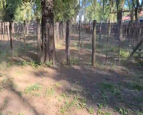 Lote 11 Terneros en Gral. Lamadrid, Buenos Aires