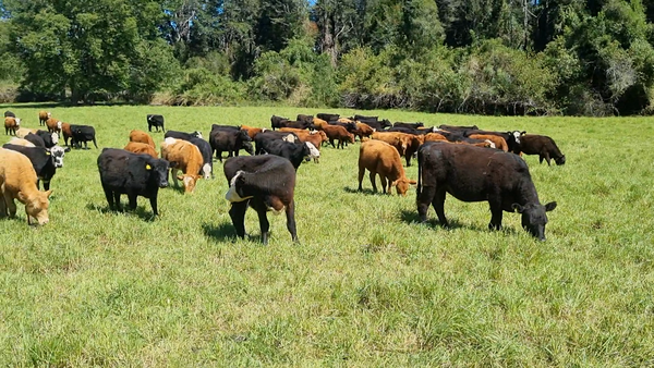 Lote 120 Ternera en Toltén, IX Región Araucanía