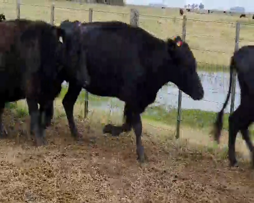 Lote 31 Vacas nuevas con garantía de preñez en Rauch, Buenos Aires