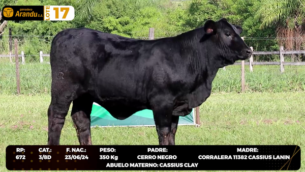 Lote LOTE 17