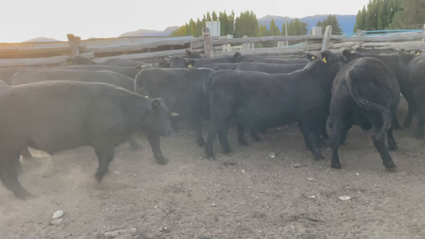 Lote 40 Novillo Engorda en Coyhaique, XI Región Aysén