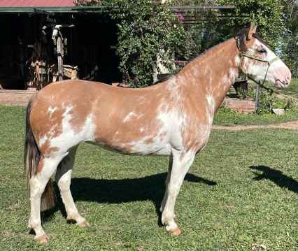 Lote CRIOLLOS PEÑEZ GRAN CAMPEONA  -  EXPO INTERNACIONAL 2022 RP 80 - LOTE B