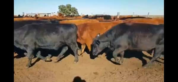 Lote Vaquillonas Angus, Puras Controladas, Preñadas en Olavarria, PBA.-