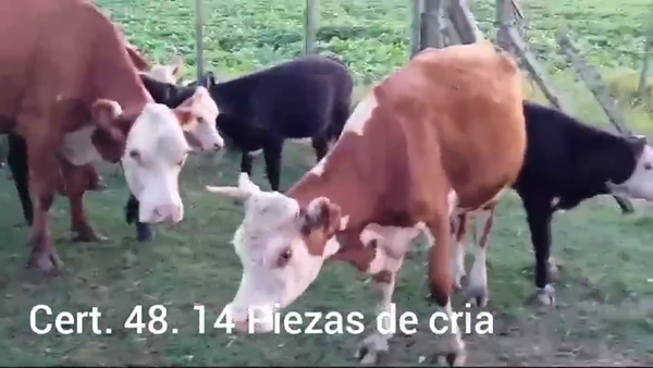 Lote 14 PIEZASDE CRIA