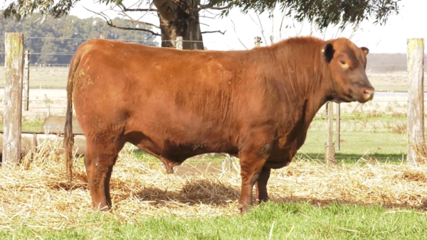 Lote TOROS PUROS POR CRUZA