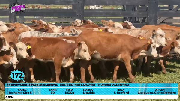 Lote LOTE 172