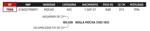 Lote LOTE 7