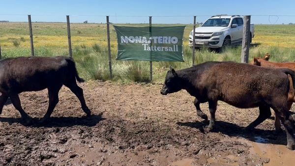 Lote 24 Terneros/as en Tres Arroyos