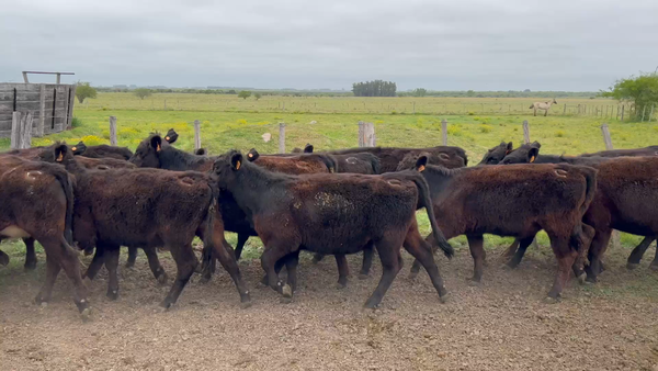 Lote 64 Terneras en Rincón de Conde, Canelones