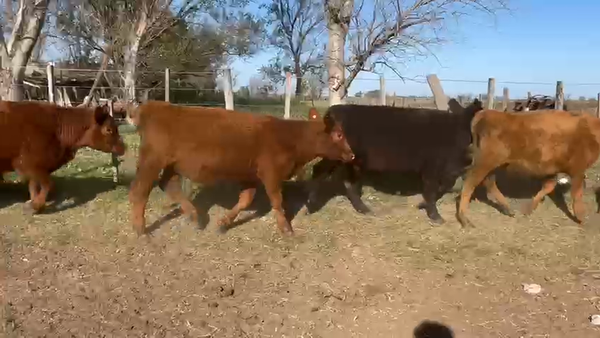 Lote 29 Vaquillonas