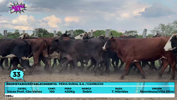 Lote LOTE 33