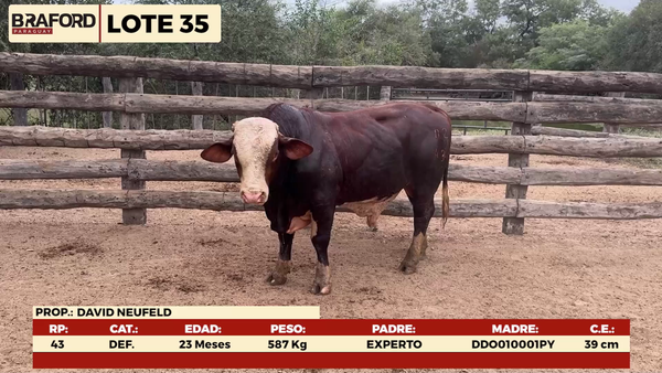 Lote LOTE 35 - MACHOS DE CAMPO