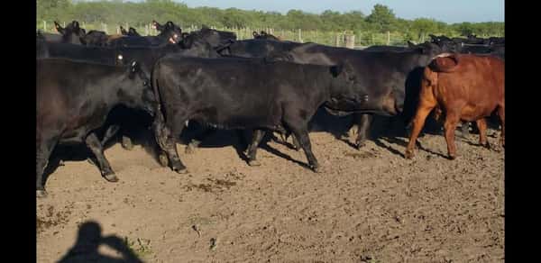 Lote 30 Vacas  en Entre Ríos, Villaguay