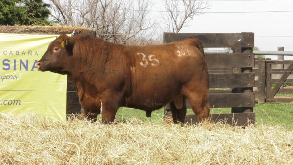 Lote TOROS ANGUS PURO CONTROLADO