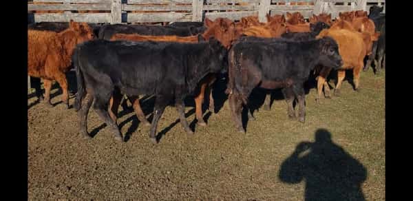 Lote 29 Terneras en Villaguay, Entre Ríos