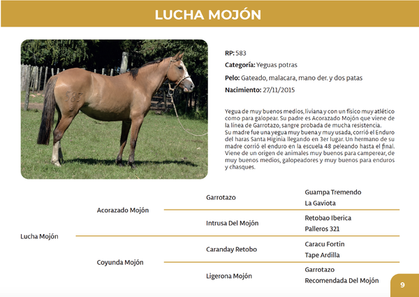 Lote Lucha Mojón (RP 583)