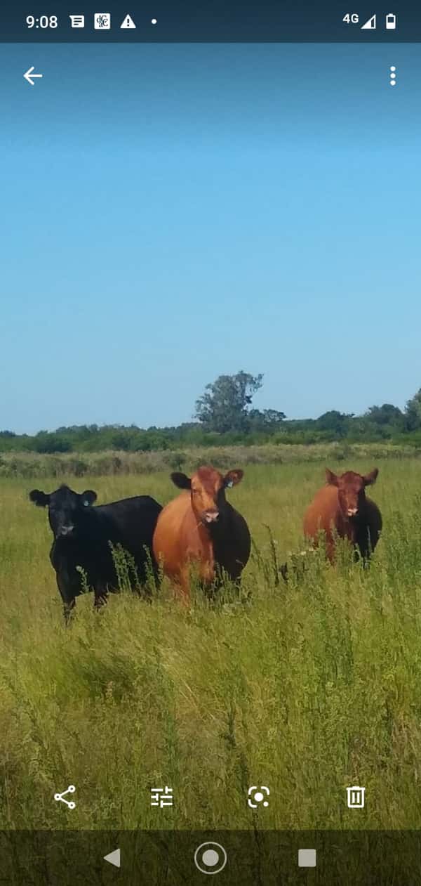 Lote 40 Vaquillonas C/ gtia de preñez en Perdices, Entre Ríos