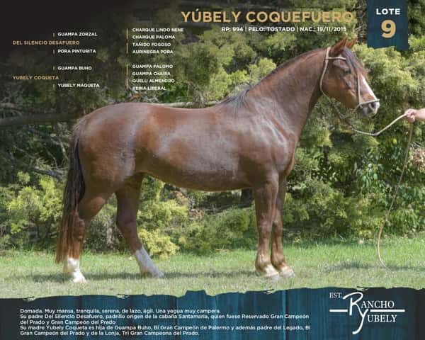 Lote Yubely Coquefuero