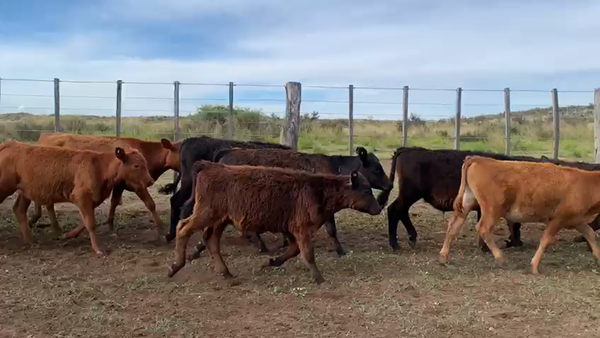 Lote 74 Terneros en Coronel Rosales