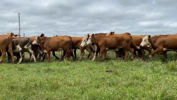 Lote 50 Novillitos