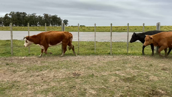 Lote 79 Vacas de Invernada en Costas de Ayala, Treinta y Tres