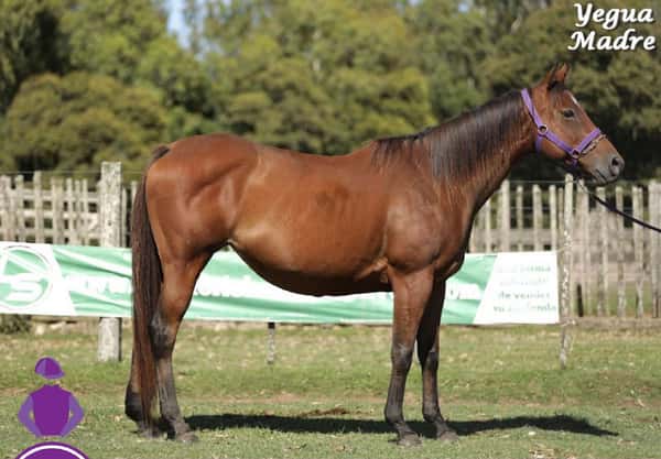 Lote I TAMBEM