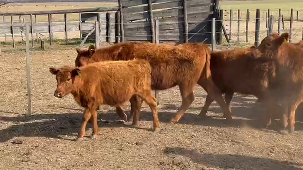 Lote 70 Terneras EN JUNIN