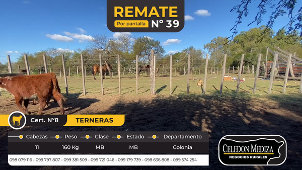 Lote 11 Terneras en Agraciada, Colonia