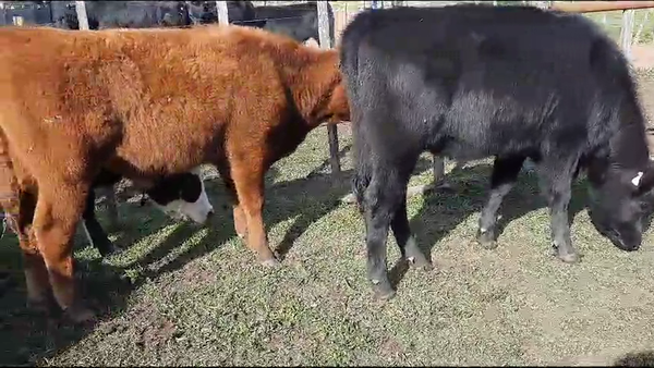 Lote 110 Toretones