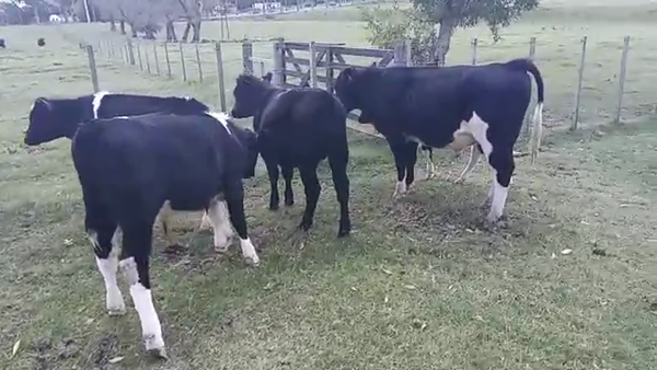 Lote 6 Terneros HOLANDO a remate en PANTALLA VIRTUAL - ESCRITORIO CAMY - LA CUENCA 200kg - , San José