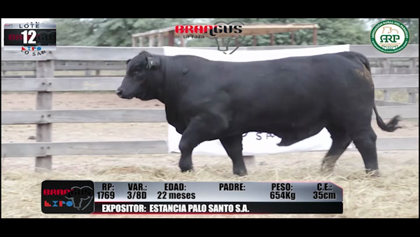 Lote Brangus a Campo Expo 2022 - Lote 12