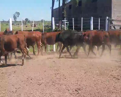 Lote 90 Terneros en Tintina, Santiago del Estero