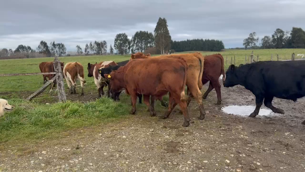 Lote 45 Novillo Engorda en X Región Los Lagos, Los Muermos