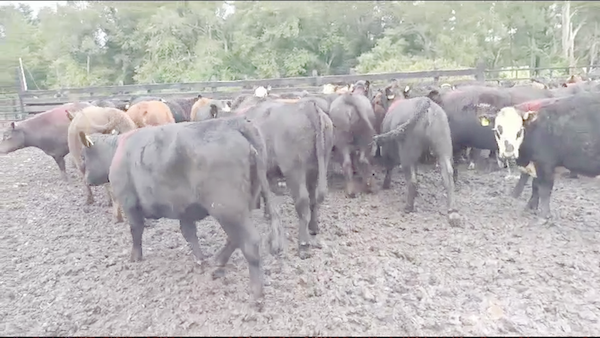 Lote 55 Vaquilla Engorda en Osorno, X Región Los Lagos