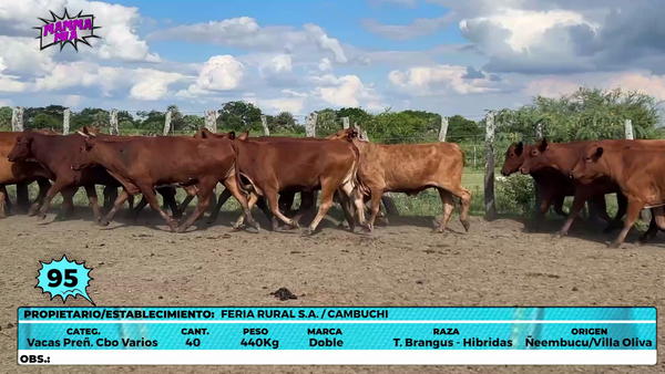 Lote LOTE 95