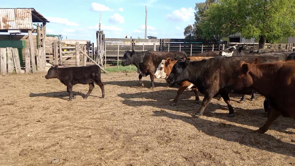 Lote 15 Vacas CUT C/C y PÑ en Villegas