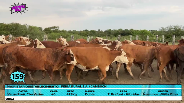 Lote LOTE 159
